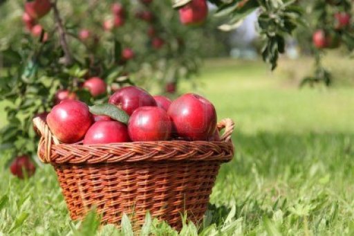 apple-harvests-some-red-apples-apple